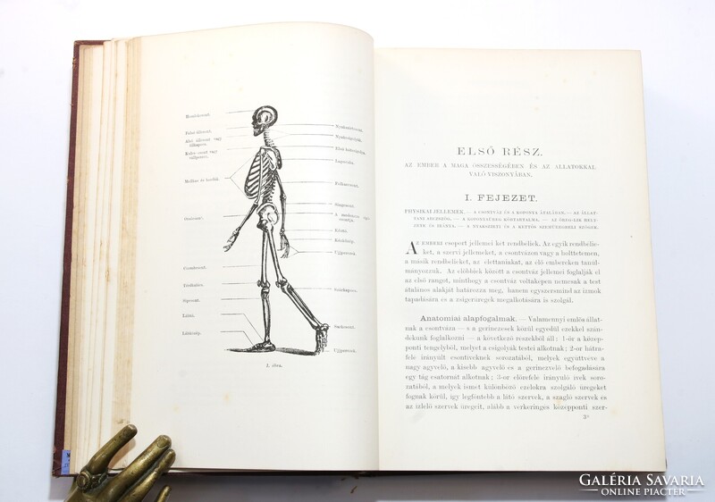 1881 - Topinard Az anthropológia kézi könyve Számos illusztrációval kiadói kötésben !!