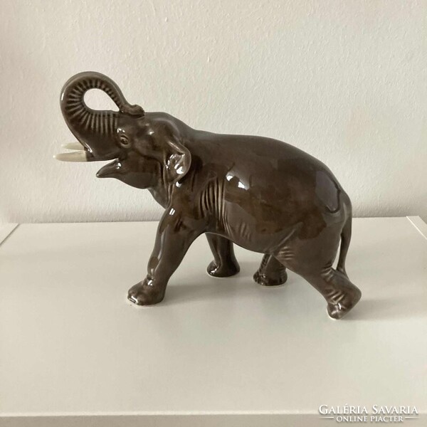 Sérült orrmányú elefánt