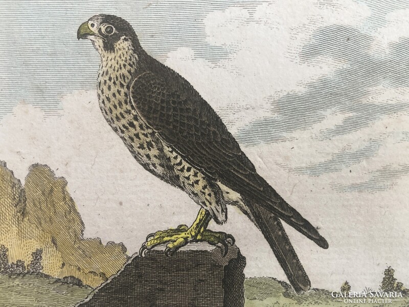 Sólyom és karvaly metszet - kézzel színezett madártani, ornitológiai rézmetszet, 1822 körül