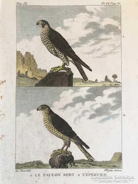 Sólyom és karvaly metszet - kézzel színezett madártani, ornitológiai rézmetszet, 1822 körül