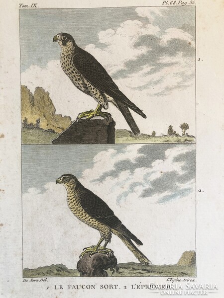 Sólyom és karvaly metszet - kézzel színezett madártani, ornitológiai rézmetszet, 1822 körül