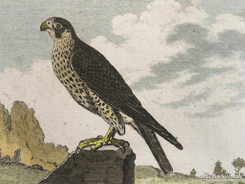 Sólyom és karvaly metszet - kézzel színezett madártani, ornitológiai rézmetszet, 1822 körül