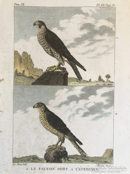Sólyom és karvaly metszet - kézzel színezett madártani, ornitológiai rézmetszet, 1822 körül